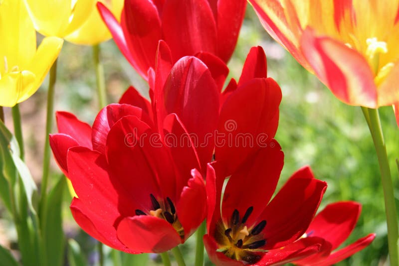 Spring Tulips 4