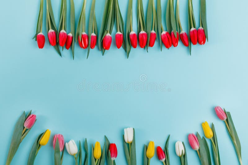 Spring tulips frame on background, top view. stock image Spring tulips frame on background, top view. stock image