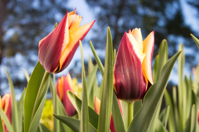Spring tulips, Gavota sp stock photo