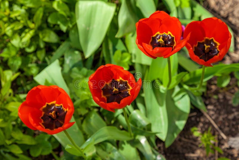 In Spring, Tulips Grew and Blossomed in Parks and Flower Beds Stock ...