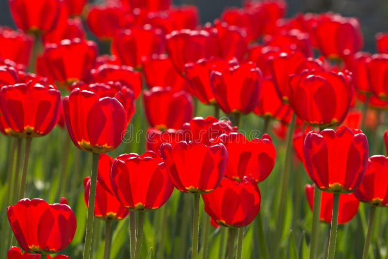 Spring tulips impregnated by the sun