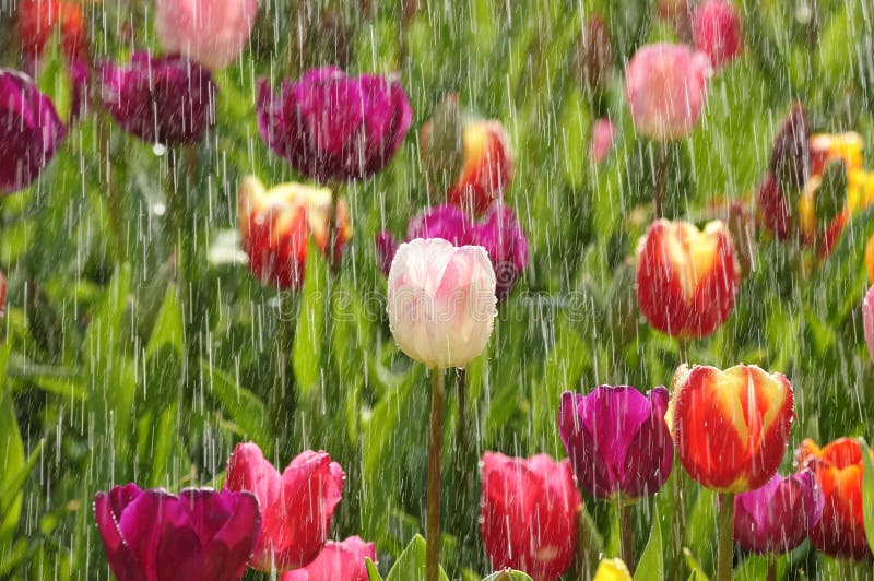 Hermoso primavera tulipanes en soleado la lluvia.