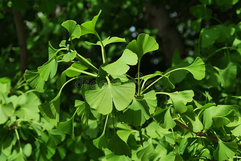 Spring twin lobed green leaves of Gingko Biloba tree