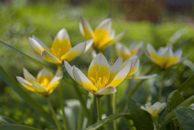 Spring varietal flowers tulips Kaufman Tulipa kaufmanniana