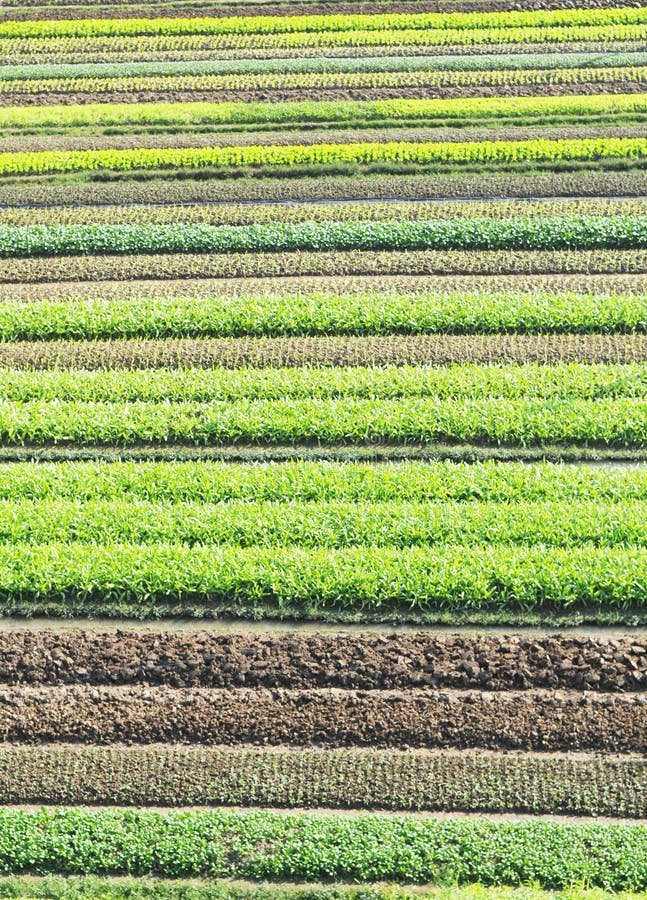 The spring vegetable garden