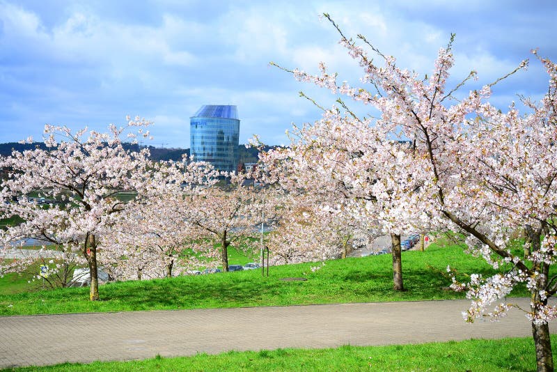Spring in Vilnius City with Sakura Blossom Editorial Photography