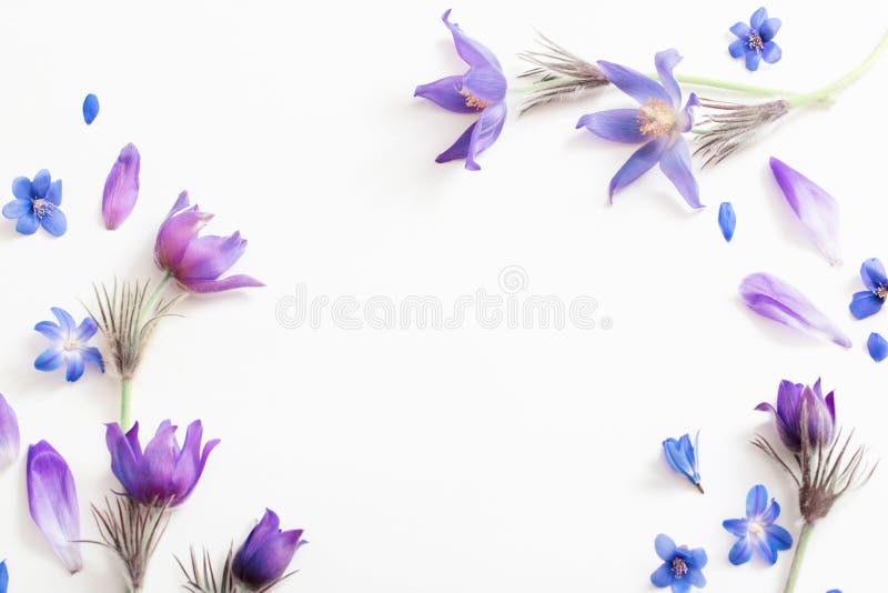 Spring violet flowers on white background