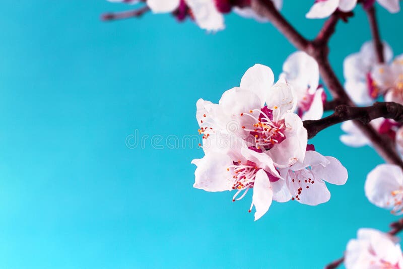 Peach Flowers Spring iPad Air Wallpapers Free Download