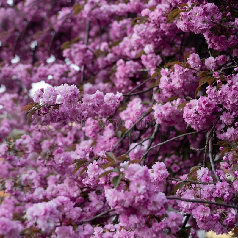 Spring And Warm Season Flowering Sakura Tree Japanese Cherry Blossomed Stock Image Image Of 
