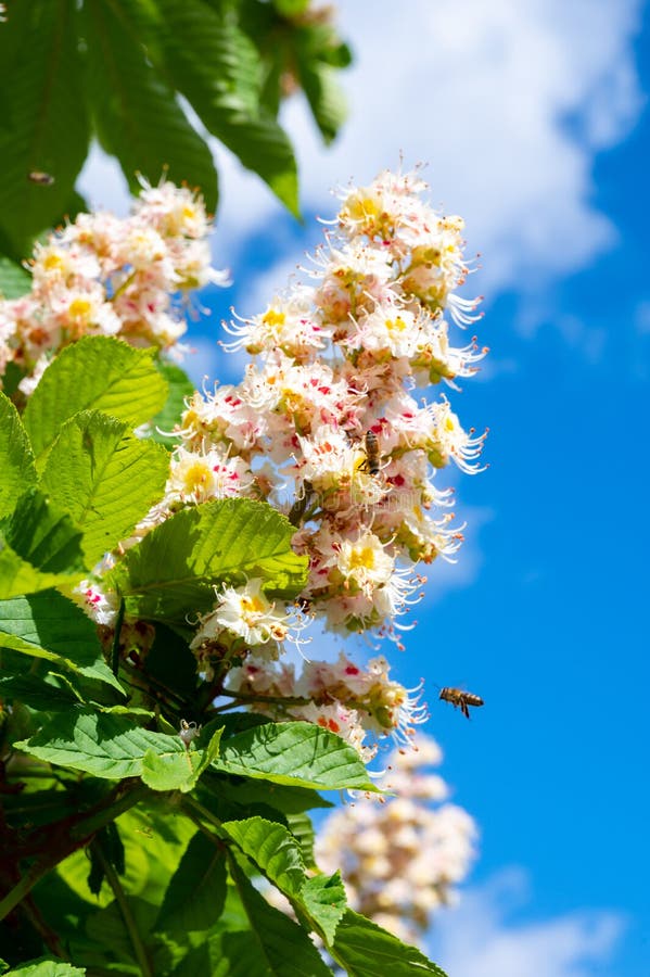 Spring White Blossom of Chesnut Trees and Pollination on Flowers by Bees Stock Photo Image of