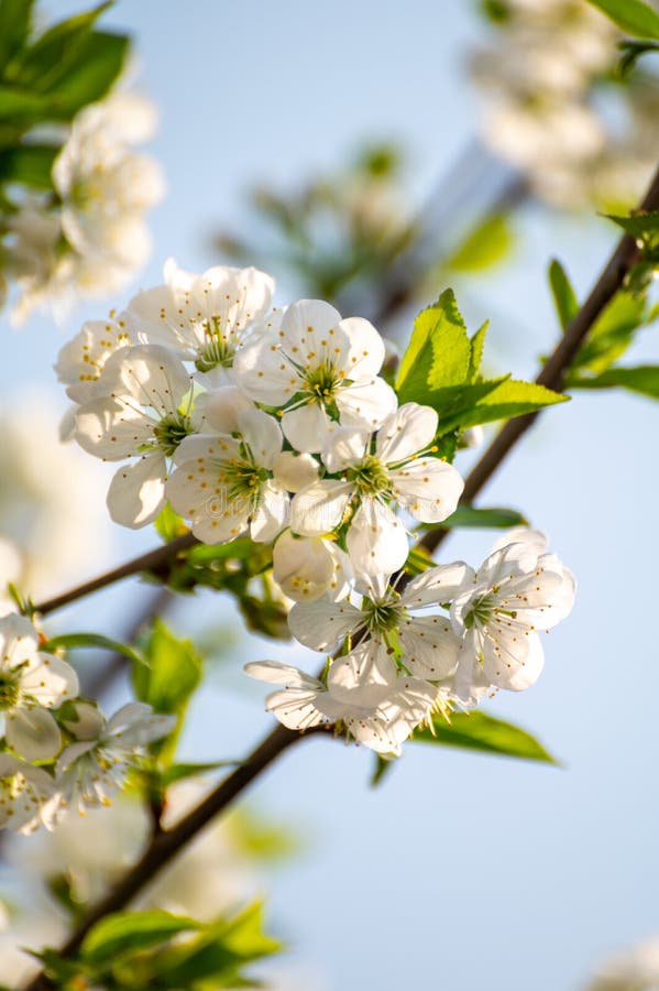 Spring White Blossom of Sour Cherry Berry Trees in Orchard Stock Image ...