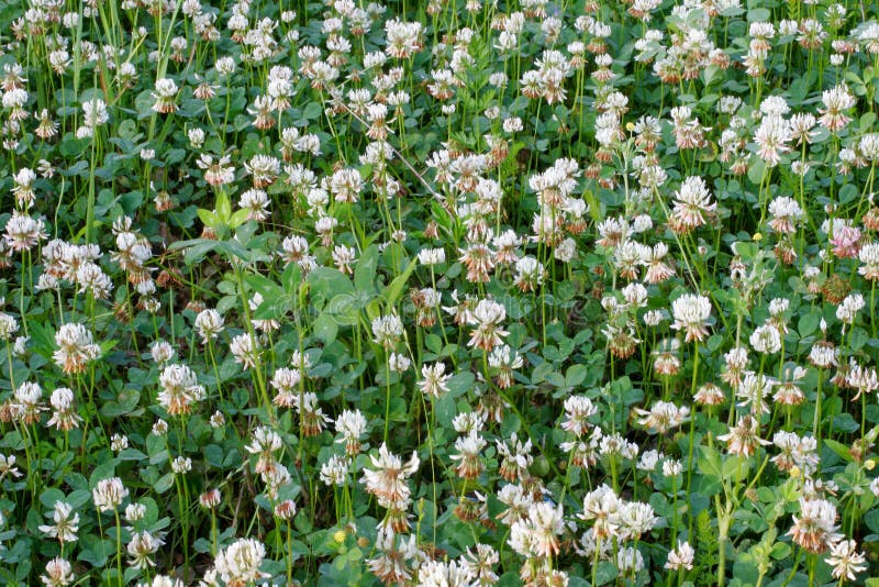 Spring white clover field. Seasonal nature background. White clover field in Central New Jersey in early June. repetition pattern flowers,weeds, lucky charms royalty free stock image Spring white clover field. Seasonal nature background. White clover field in Central New Jersey in early June. repetition pattern flowers,weeds, lucky charms royalty free stock image