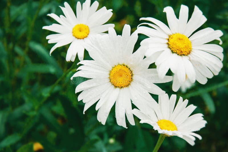 In Spring, a White Daisy Grows on a Green Lawn. Close-up, Selective ...