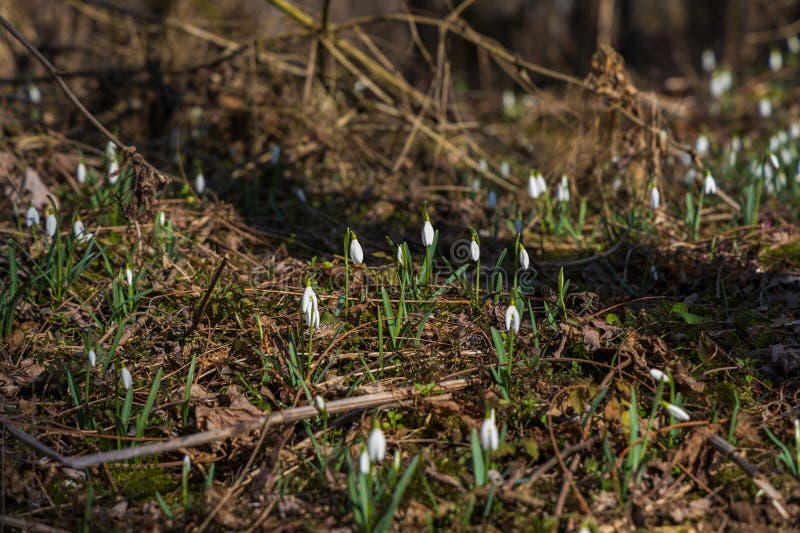 Spring white flower snowdrop galanthus in wild forest fotos de stock