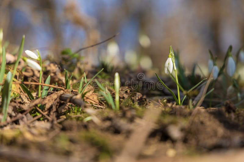 Spring white flower snowdrop galanthus in wild forest foto de stock royalty free