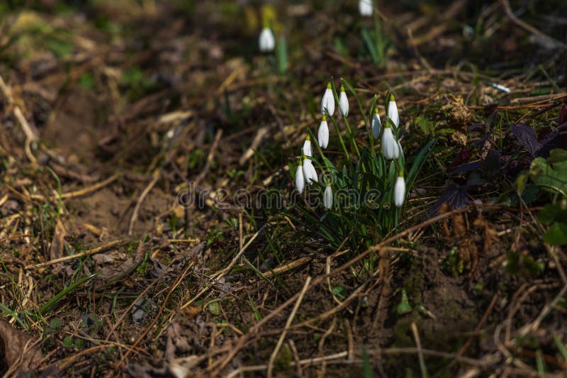 Spring white flower snowdrop galanthus in wild forest fotos de stock