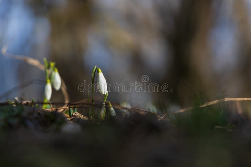 Spring white flower snowdrop galanthus in wild forest fotos de stock