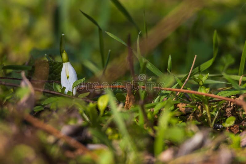 Spring white flower snowdrop galanthus in wild forest imagem de stock royalty free