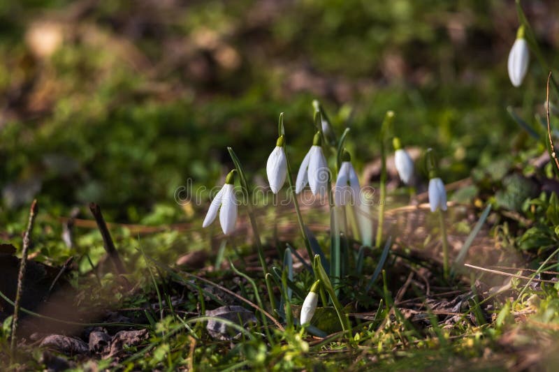 Spring white flower snowdrop galanthus in wild forest fotos de stock royalty free