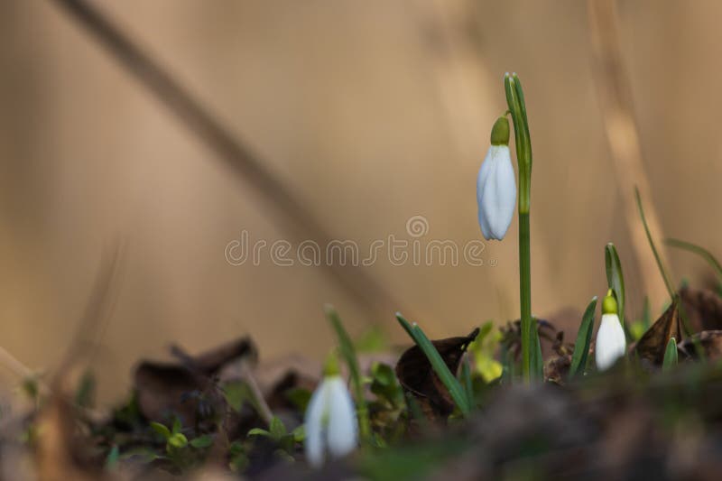 Spring white flower snowdrop galanthus in wild forest imagens de stock