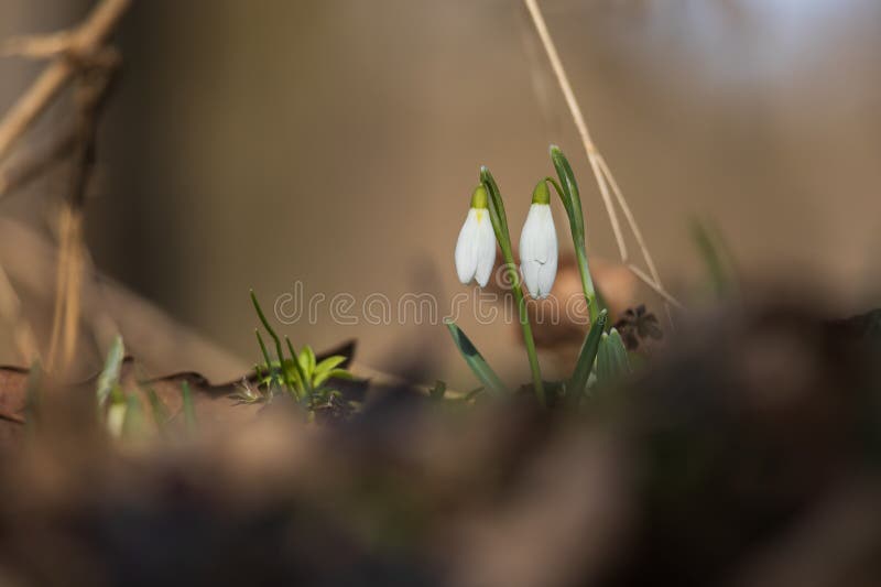 Spring white flower snowdrop galanthus in wild forest imagens de stock