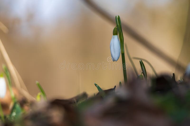 Spring white flower snowdrop galanthus in wild forest imagens de stock