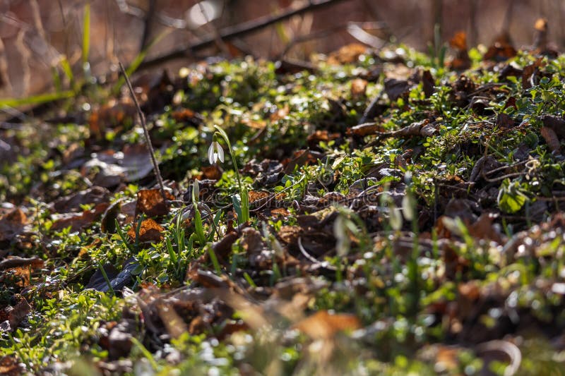 Spring white flower snowdrop galanthus in wild forest imagens de stock royalty free