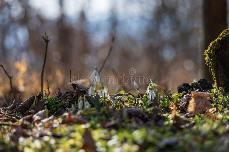 Spring white flower snowdrop galanthus in wild forest imagens de stock royalty free