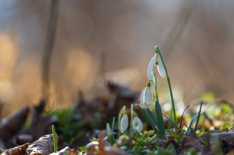 Spring white flower snowdrop galanthus in wild forest imagem de stock royalty free