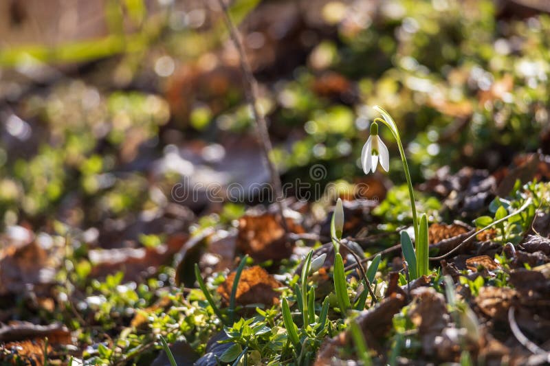 Spring white flower snowdrop galanthus in wild forest fotos de stock royalty free