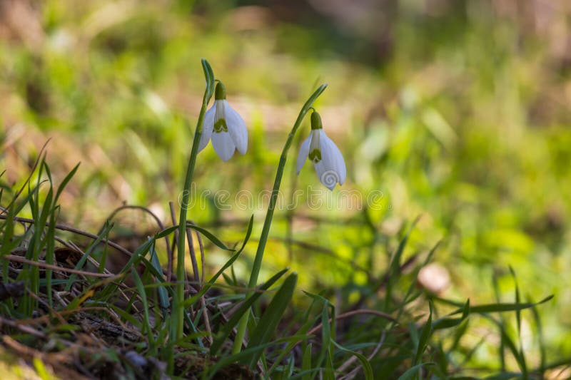 Spring white flower snowdrop galanthus in wild forest foto de stock royalty free