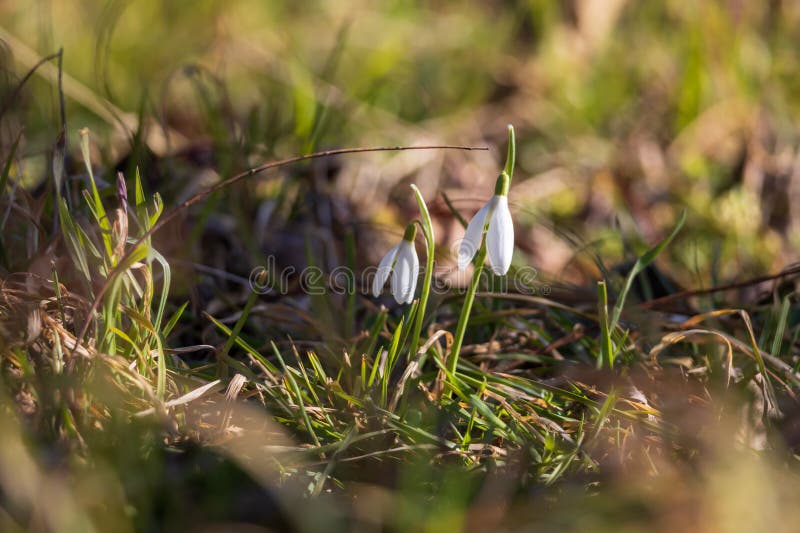 Spring white flower snowdrop galanthus in wild forest fotografia de stock royalty free