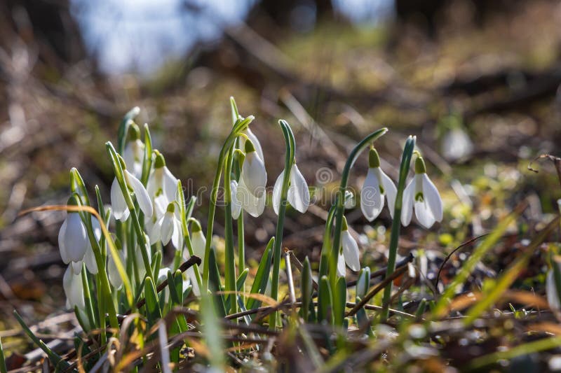 Spring white flower snowdrop galanthus in wild forest imagem de stock royalty free