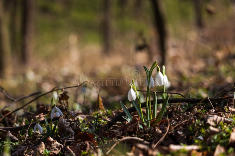 Spring white flower snowdrop galanthus in wild forest fotografia de stock