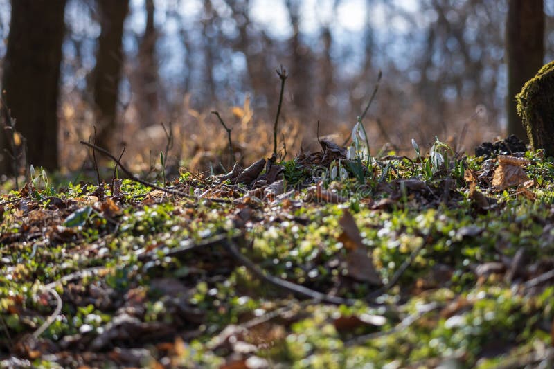 Spring white flower snowdrop galanthus in wild forest fotografia de stock