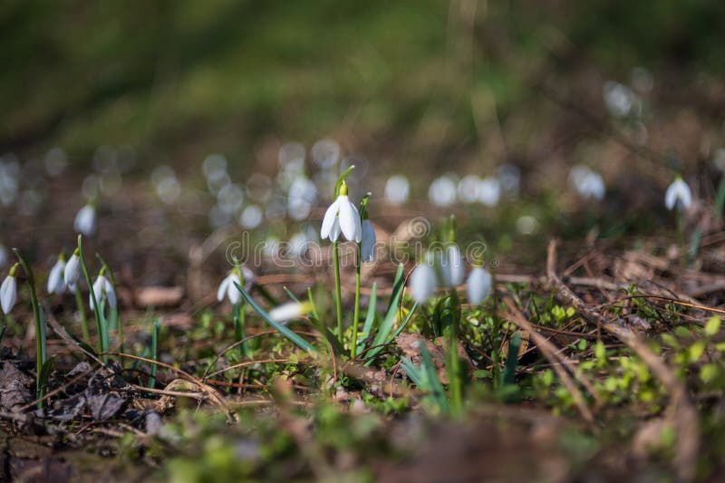 Spring white flower snowdrop galanthus in wild forest fotos de stock royalty free