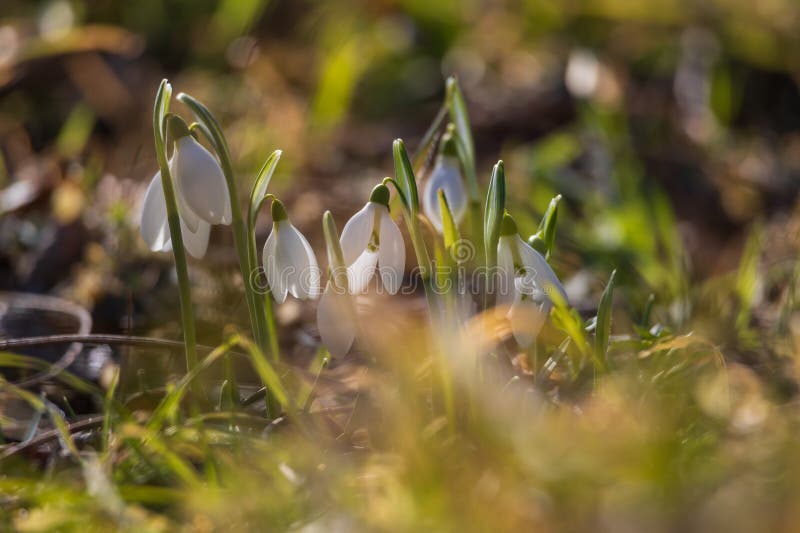 Spring white flower snowdrop galanthus in wild forest imagem de stock