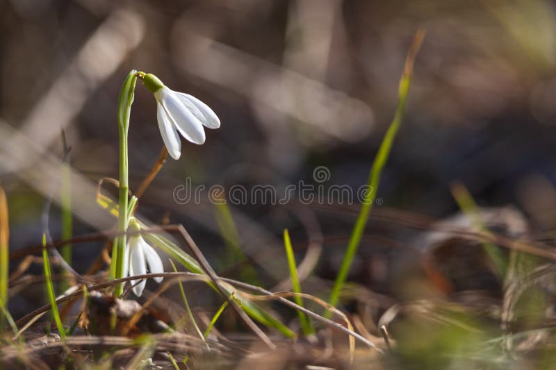 Spring white flower snowdrop galanthus in wild forest fotografia de stock royalty free