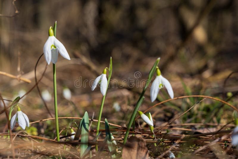 Spring white flower snowdrop galanthus in wild forest imagens de stock royalty free