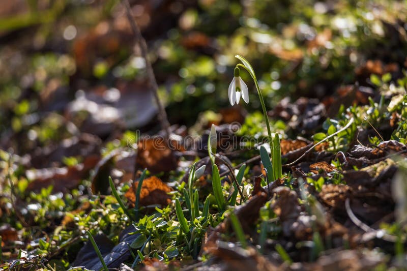 Spring white flower snowdrop galanthus in wild forest spring white flower snowdrop galanthus in wild forest imagens de stock royalty free