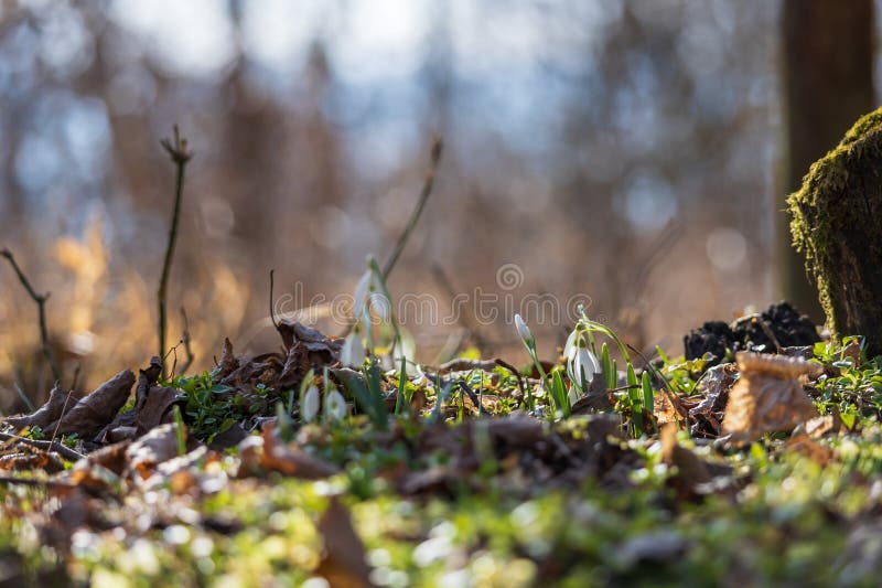 Spring white flower snowdrop galanthus in wild forest spring white flower snowdrop galanthus in wild forest foto de stock royalty free