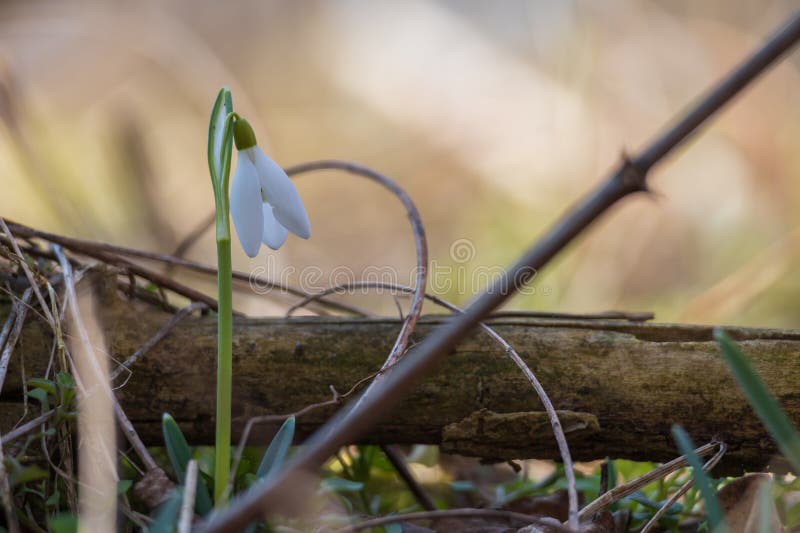 Spring white flower snowdrop galanthus in wild forest spring white flower snowdrop galanthus in wild forest fotografia de stock