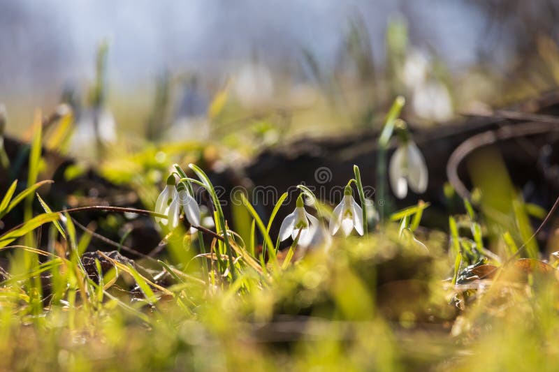 Spring white flower snowdrop galanthus in wild forest spring white flower snowdrop galanthus in wild forest foto de stock royalty free