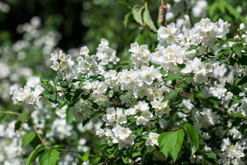 Spring white flowers stock image. Image of gardening 74094675