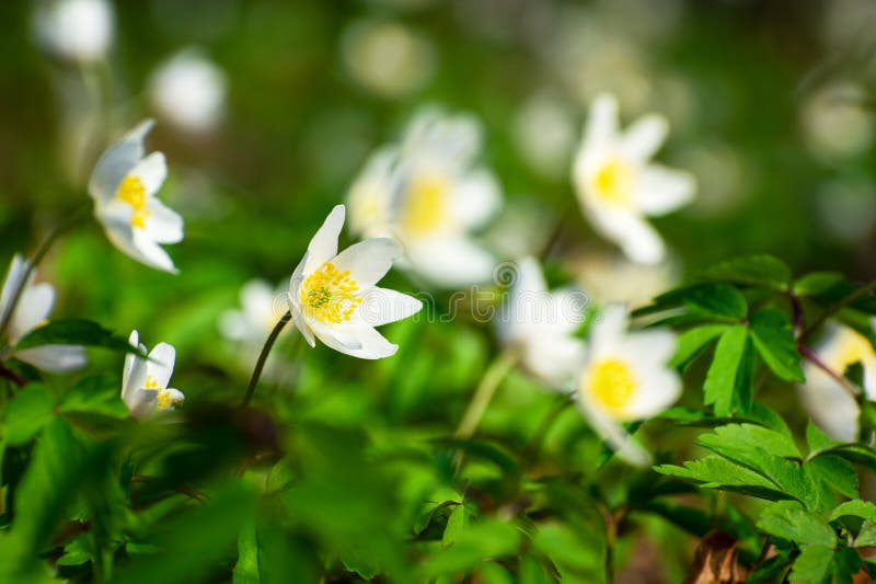 Spring White Flowers of Wood Anemone in the Forest Stock Photo Image