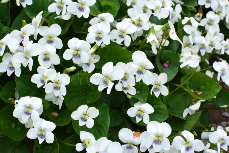 White Violets Bloom on the Flower Bed Stock Image Image of canadensis