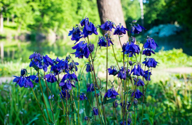 Spring wild flowers of blue and purple growing in an outdoor park stock images Spring wild flowers of blue and purple growing in an outdoor park stock images