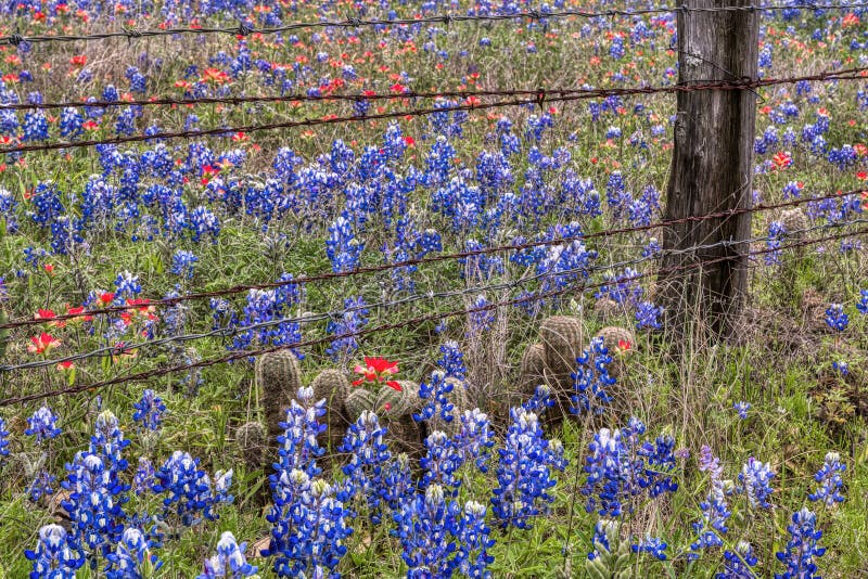 Spring Wildflowers in Texas Hill Country Stock Photo Image of flower