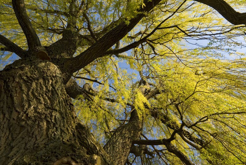 Spring willow tree background royalty free stock images Spring willow tree background royalty free stock images
