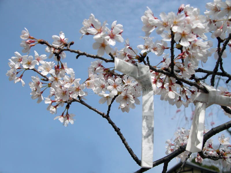 Spring wishes stock photo Spring wishes stock photo